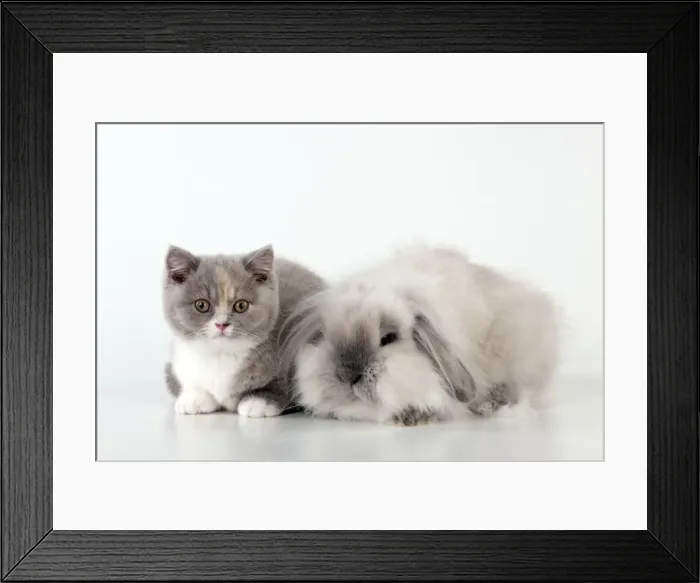 Framed Print : Picture No. 10983310 Framed Print : Picture No. 10983310