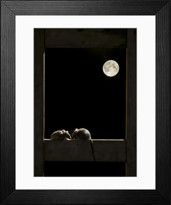 Framed Print : Picture No. 10983691 Framed Print : Picture No. 10983691