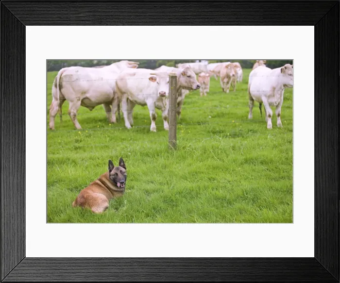 Framed Print : Picture No. 10984236 Framed Print : Picture No. 10984236