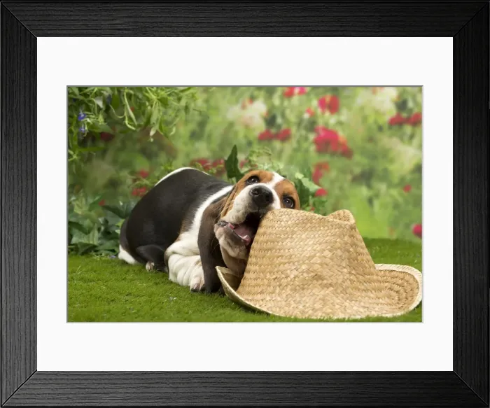 Framed Print : Picture No. 10983337 Framed Print : Picture No. 10983337