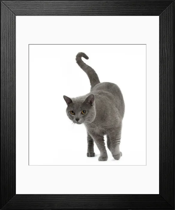 Framed Print : Picture No. 10984227 Framed Print : Picture No. 10984227