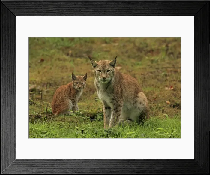 Framed Print : Picture No. 10983710 Framed Print : Picture No. 10983710