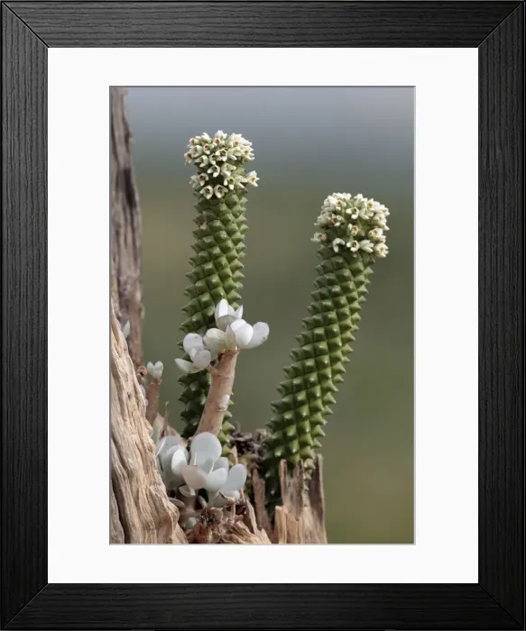 Framed Print : Picture No. 10984317 Framed Print : Picture No. 10984317