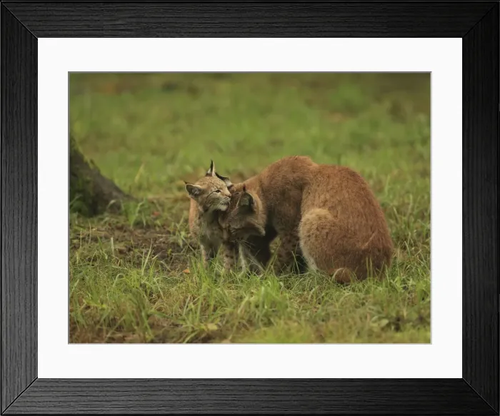 Framed Print : Picture No. 10983712 Framed Print : Picture No. 10983712