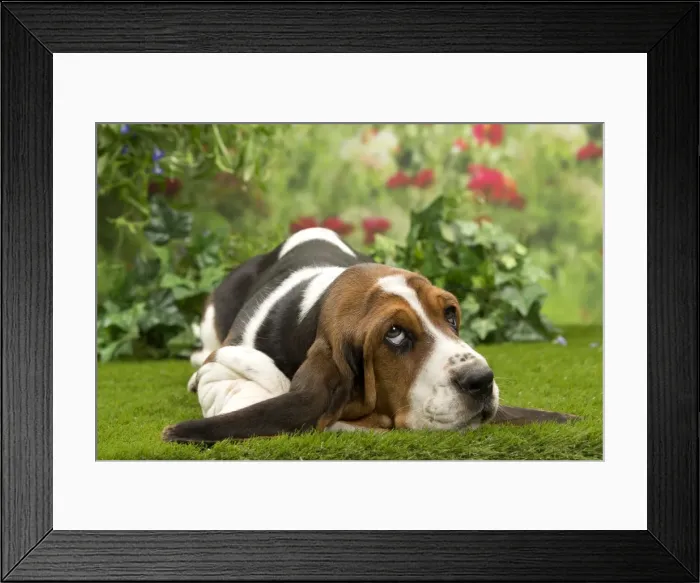 Framed Print : Picture No. 10983329 Framed Print : Picture No. 10983329