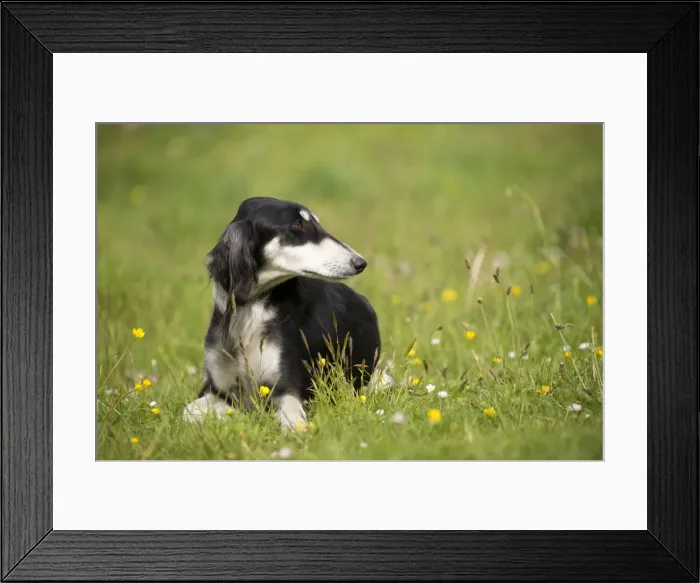 Framed Print : Picture No. 10984156