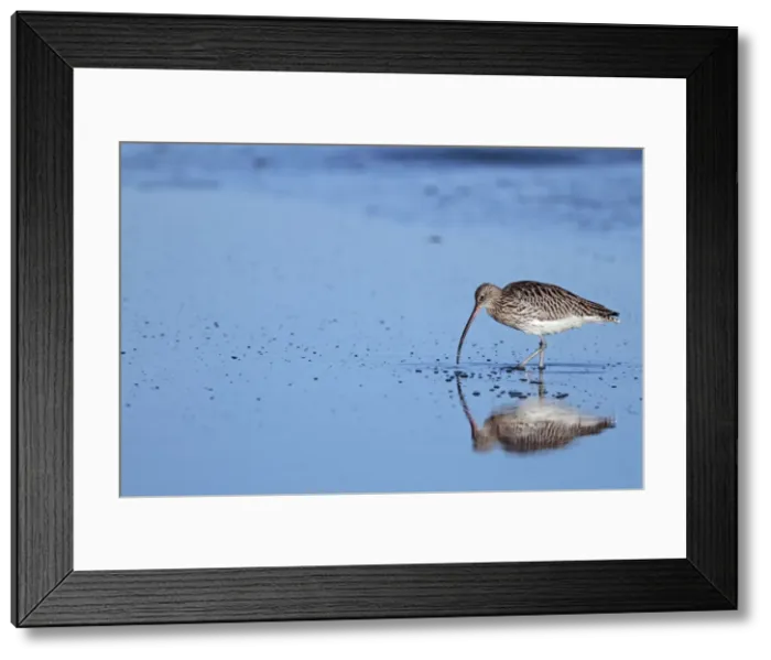 Framed Print : Picture No. 10984287 Framed Print : Picture No. 10984287