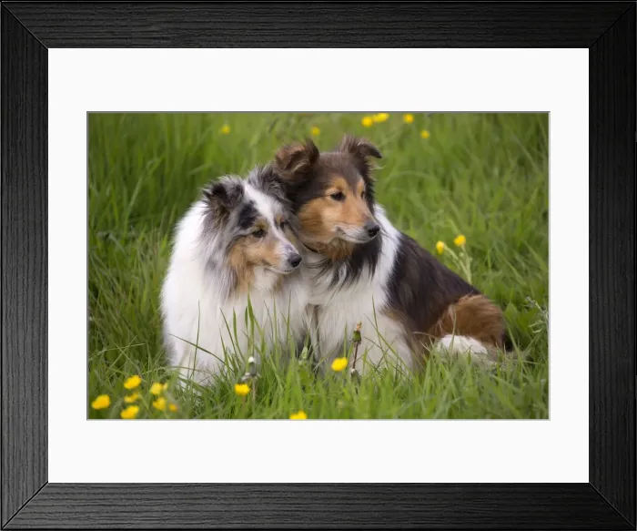 Framed Print : Picture No. 10984146 Framed Print : Picture No. 10984146