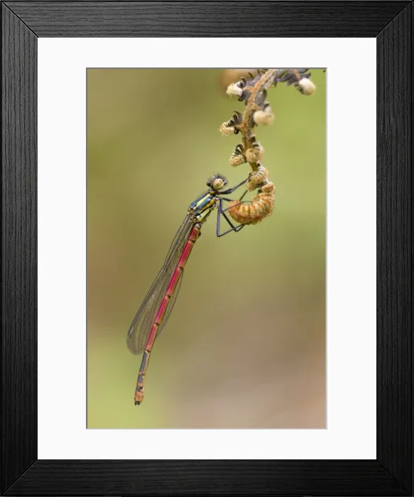 Framed Print : Picture No. 10983687