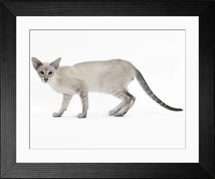 Framed Print : Picture No. 10984170 Framed Print : Picture No. 10984170