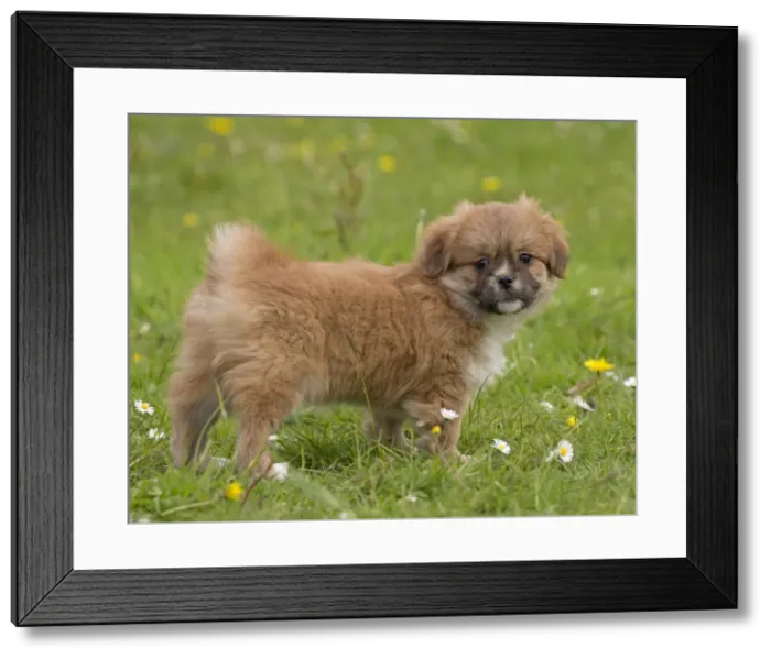 Framed Print : Picture No. 10984132 Framed Print : Picture No. 10984132