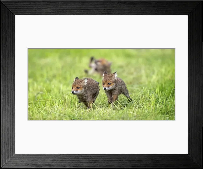 Framed Print : Picture No. 10984353 Framed Print : Picture No. 10984353