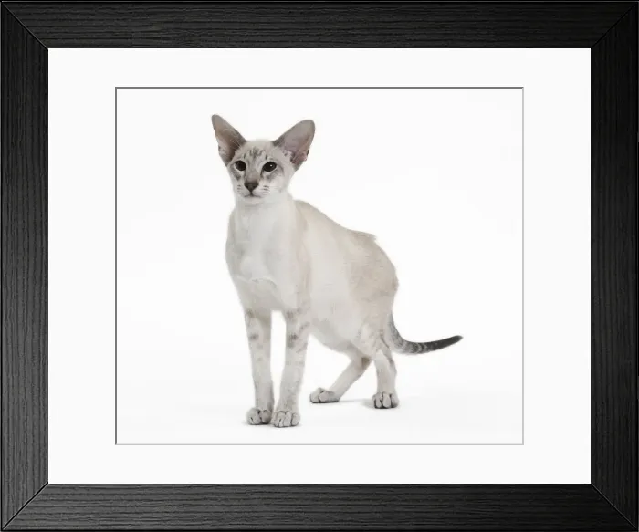 Framed Print : Picture No. 10984169 Framed Print : Picture No. 10984169