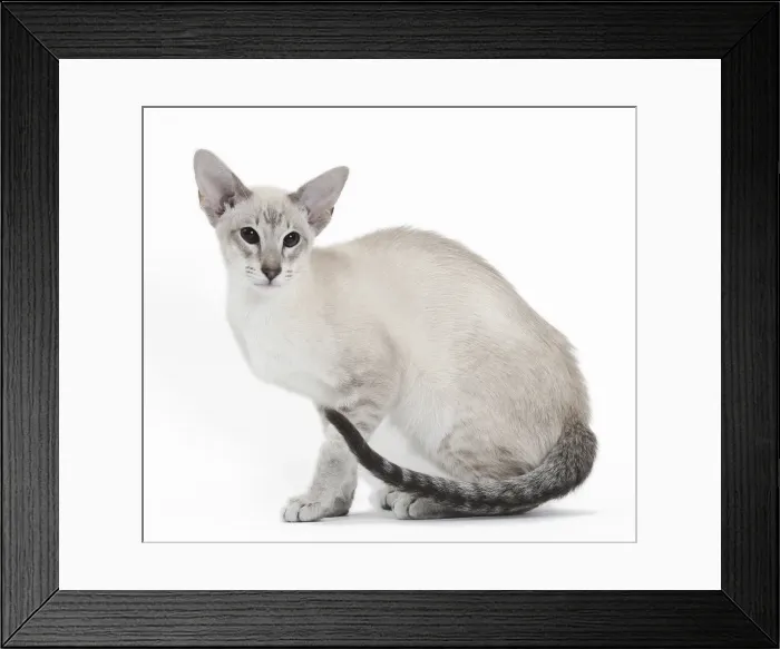 Framed Print : Picture No. 10984167 Framed Print : Picture No. 10984167