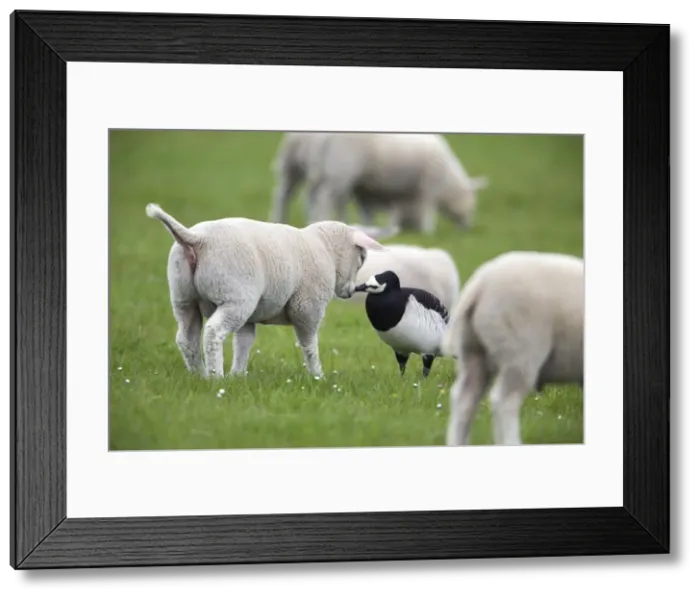 Framed Print : Picture No. 10984328