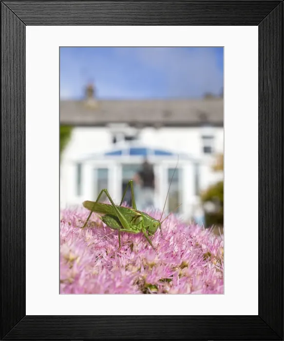 Framed Print : Picture No. 10983682 Framed Print : Picture No. 10983682