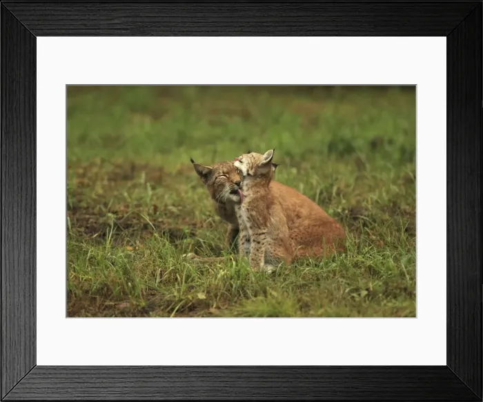 Framed Print : Picture No. 10983713 Framed Print : Picture No. 10983713