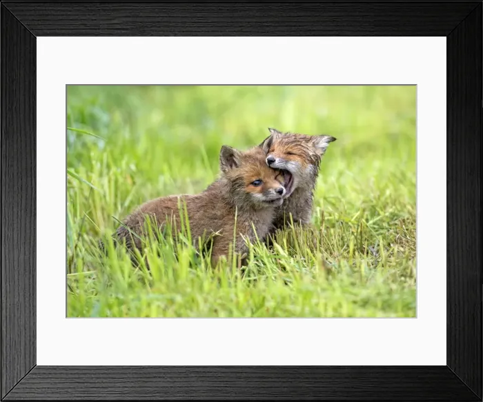 Framed Print : Picture No. 10984346
