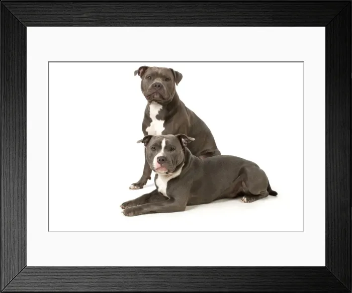Framed Print : Picture No. 10983756 Framed Print : Picture No. 10983756