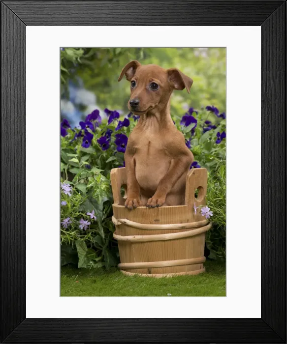 Framed Print : Picture No. 10984160 Framed Print : Picture No. 10984160