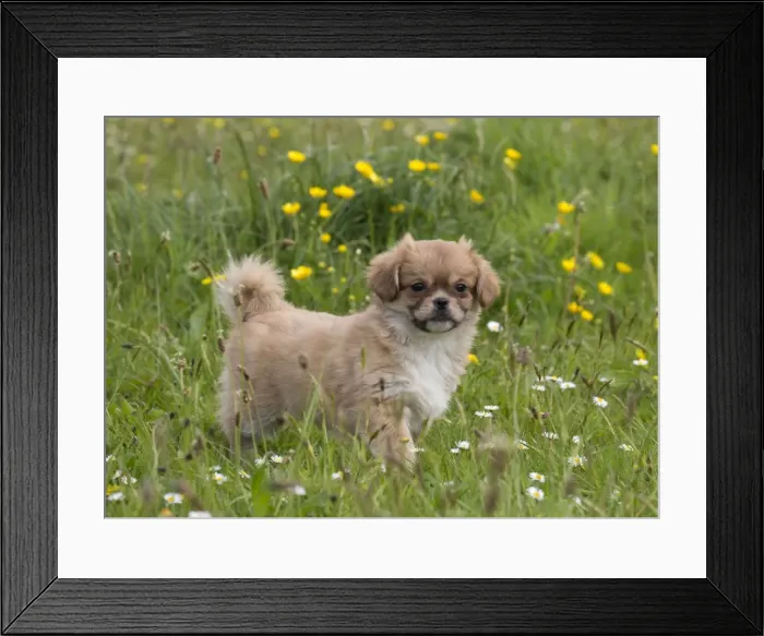 Framed Print : Picture No. 10984126 Framed Print : Picture No. 10984126