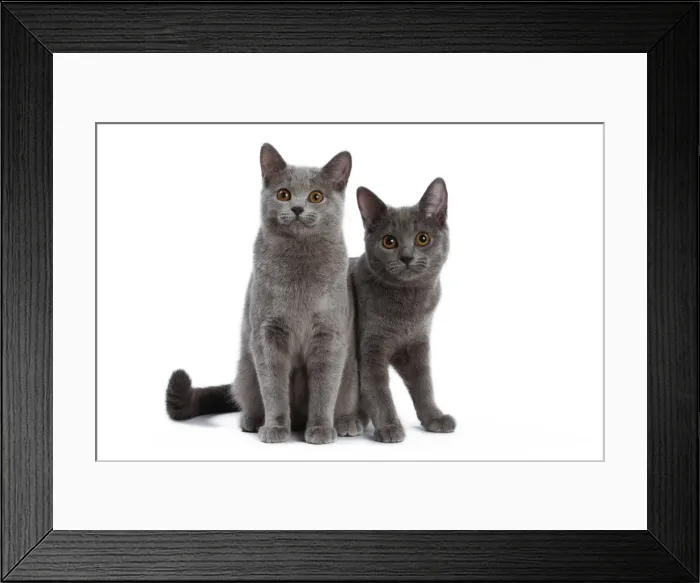 Framed Print : Picture No. 10984223 Framed Print : Picture No. 10984223