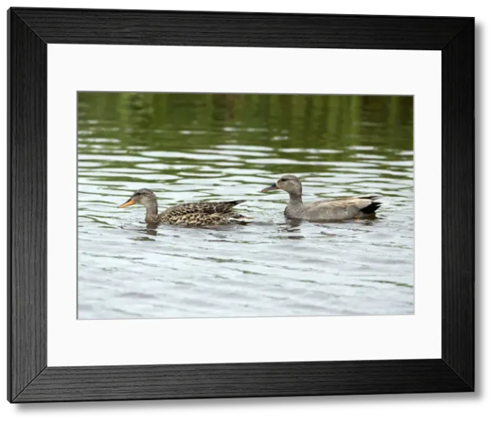 Framed Print : Picture No. 10984361 Framed Print : Picture No. 10984361