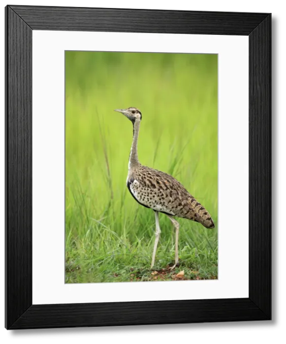 Framed Print : Picture No. 10984301 Framed Print : Picture No. 10984301
