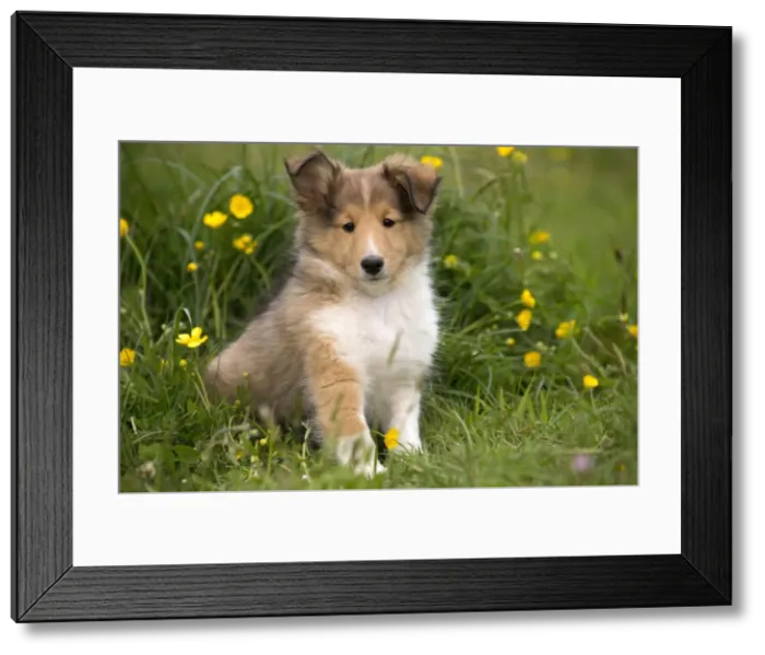 Framed Print : Picture No. 10984152 Framed Print : Picture No. 10984152
