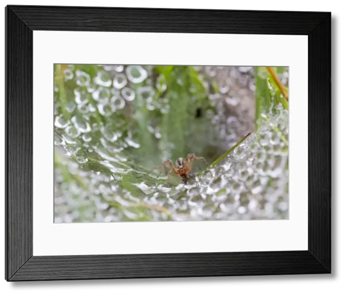 Framed Print : Picture No. 10983684 Framed Print : Picture No. 10983684