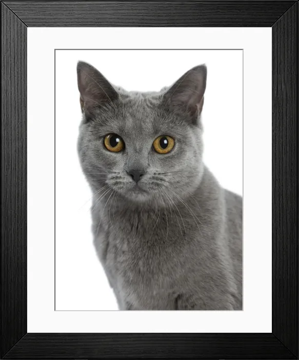 Framed Print : Picture No. 10984226 Framed Print : Picture No. 10984226