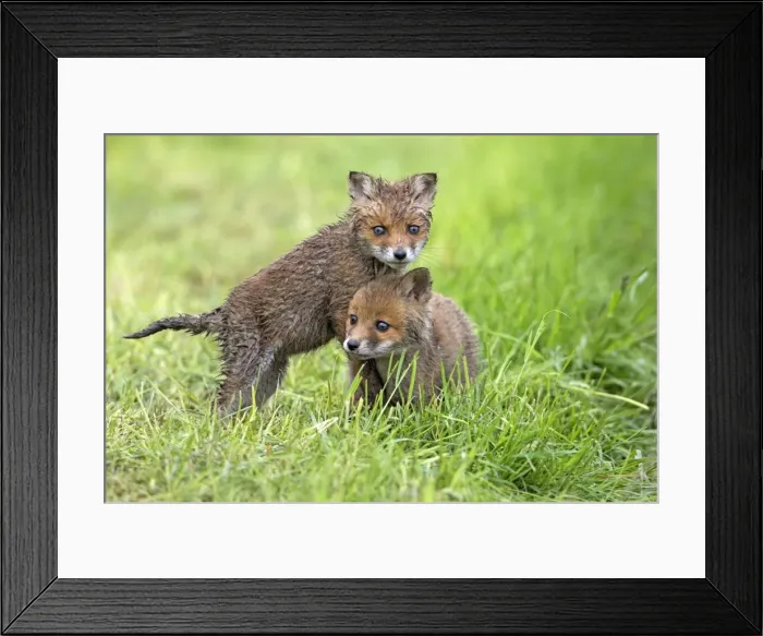 Framed Print : Picture No. 10984349 Framed Print : Picture No. 10984349