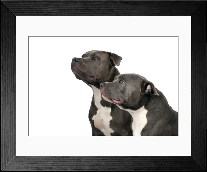 Framed Print : Picture No. 10983755 Framed Print : Picture No. 10983755