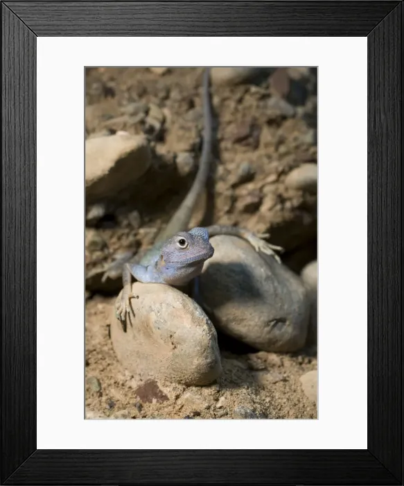 Framed Print : Picture No. 10894587 Framed Print : Picture No. 10894587