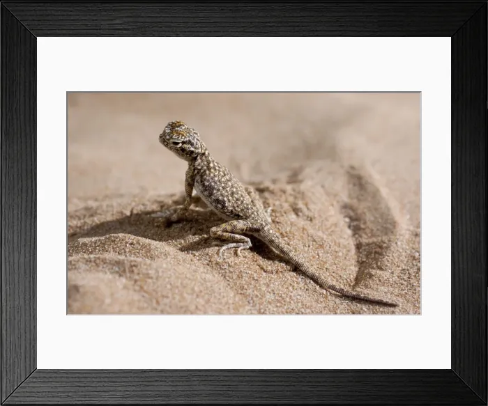 Framed Print : Picture No. 10894608 Framed Print : Picture No. 10894608