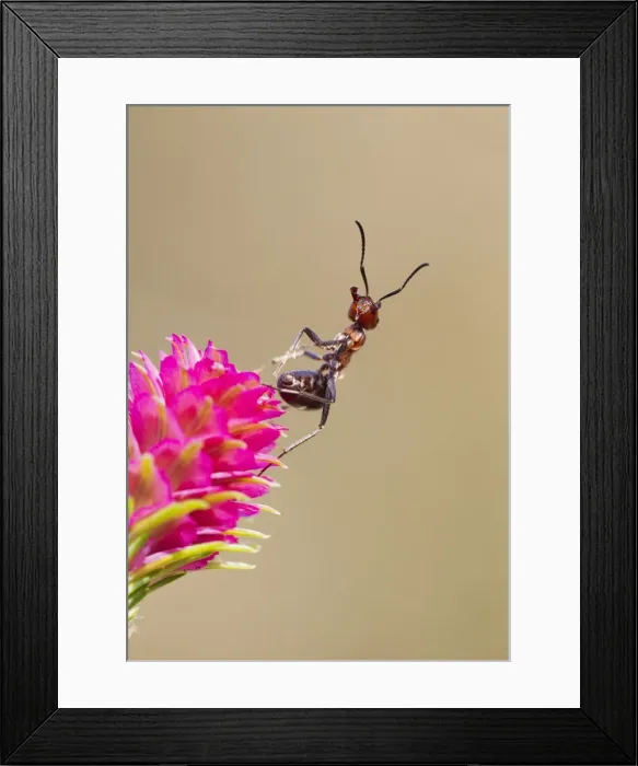 Framed Print : Picture No. 10894380