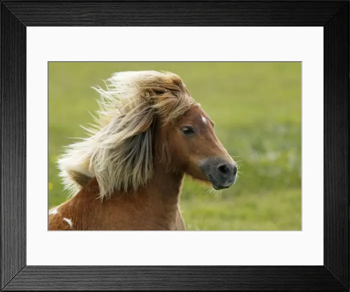 Framed Print : Picture No. 10894575