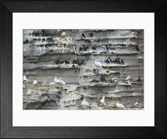 Framed Print : Picture No. 10894421 Framed Print : Picture No. 10894421