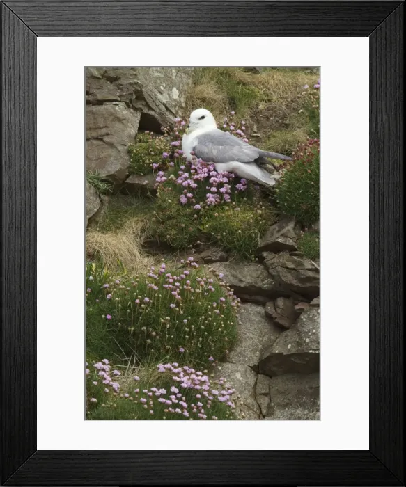 Framed Print : Picture No. 10894417