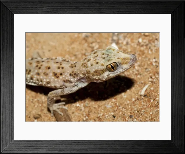 Framed Print : Picture No. 10894609 Framed Print : Picture No. 10894609