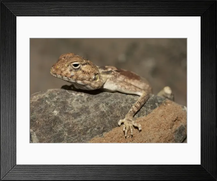 Framed Print : Picture No. 10894610 Framed Print : Picture No. 10894610
