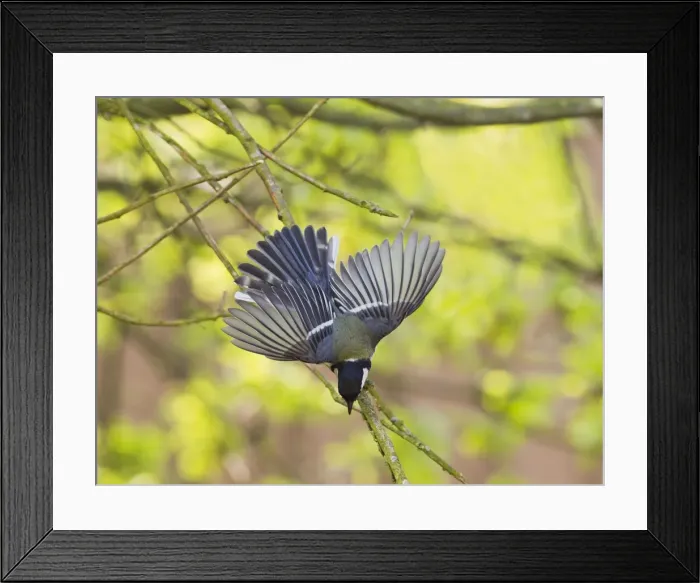 Framed Print : Picture No. 10894390
