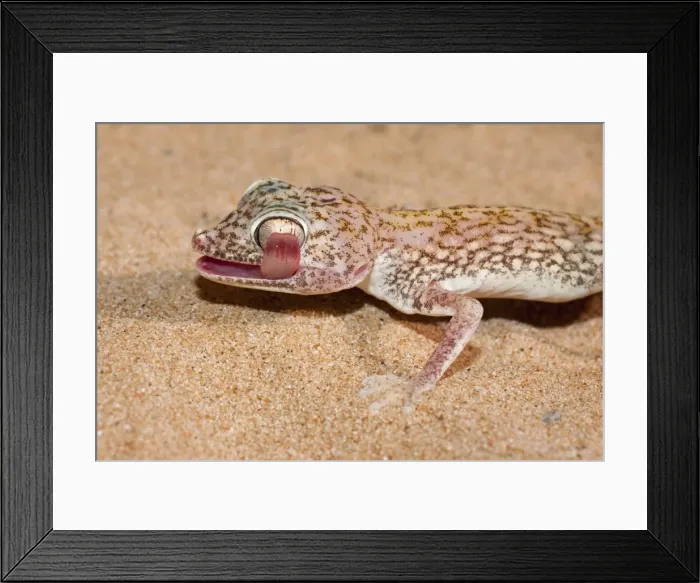 Framed Print : Picture No. 10894596 Framed Print : Picture No. 10894596