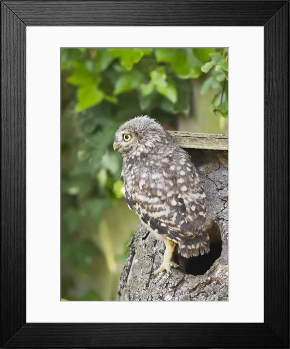 Framed Print : Picture No. 10894372 Framed Print : Picture No. 10894372