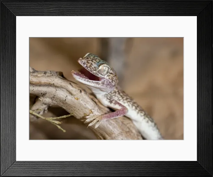 Framed Print : Picture No. 10894593 Framed Print : Picture No. 10894593