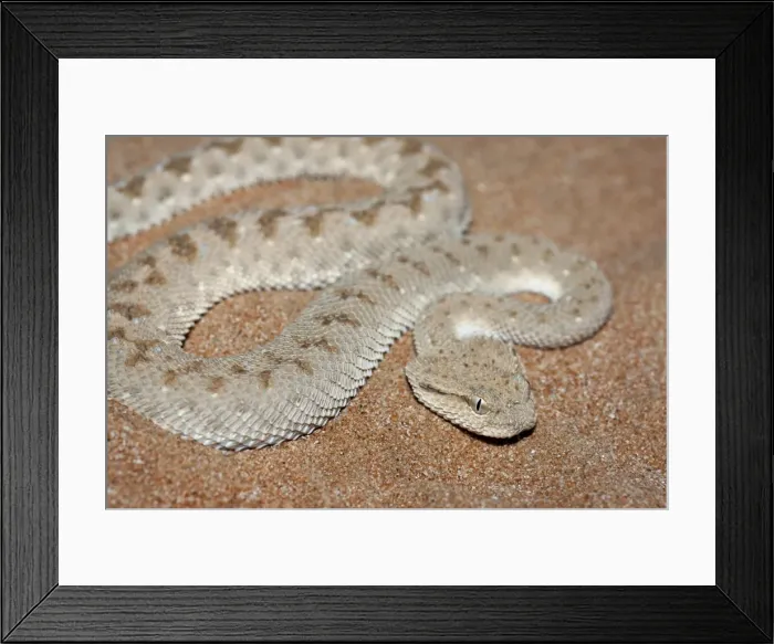 Framed Print : Picture No. 10894607 Framed Print : Picture No. 10894607