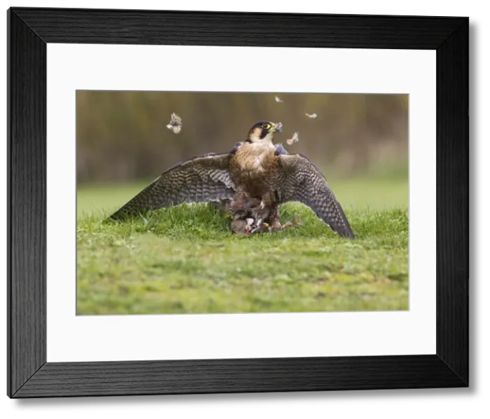 Framed Print : Picture No. 10894384 Framed Print : Picture No. 10894384