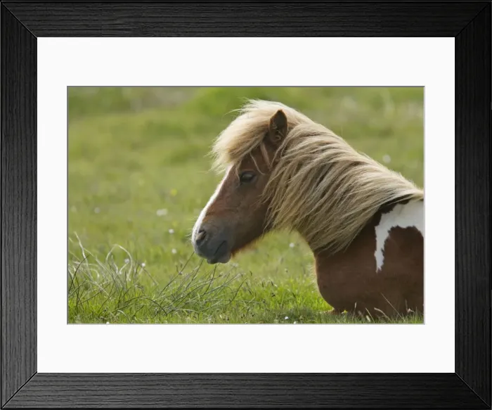 Framed Print : Picture No. 10894576 Framed Print : Picture No. 10894576
