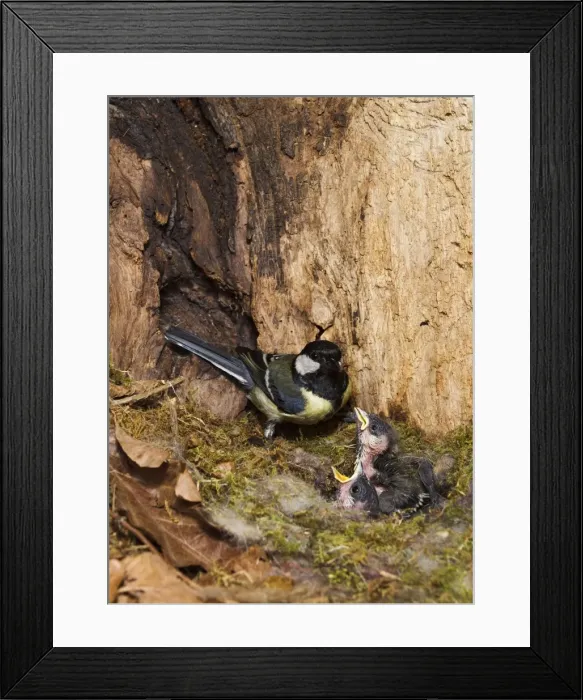 Framed Print : Picture No. 10894388 Framed Print : Picture No. 10894388
