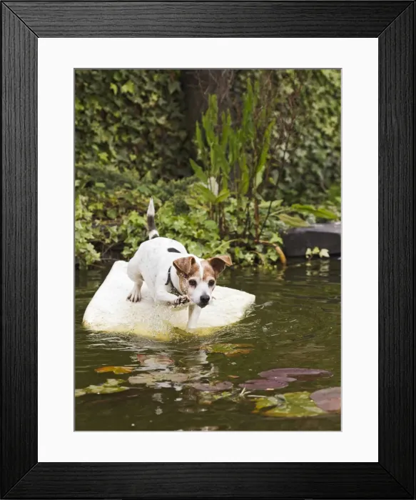 Framed Print : Picture No. 10894387 Framed Print : Picture No. 10894387